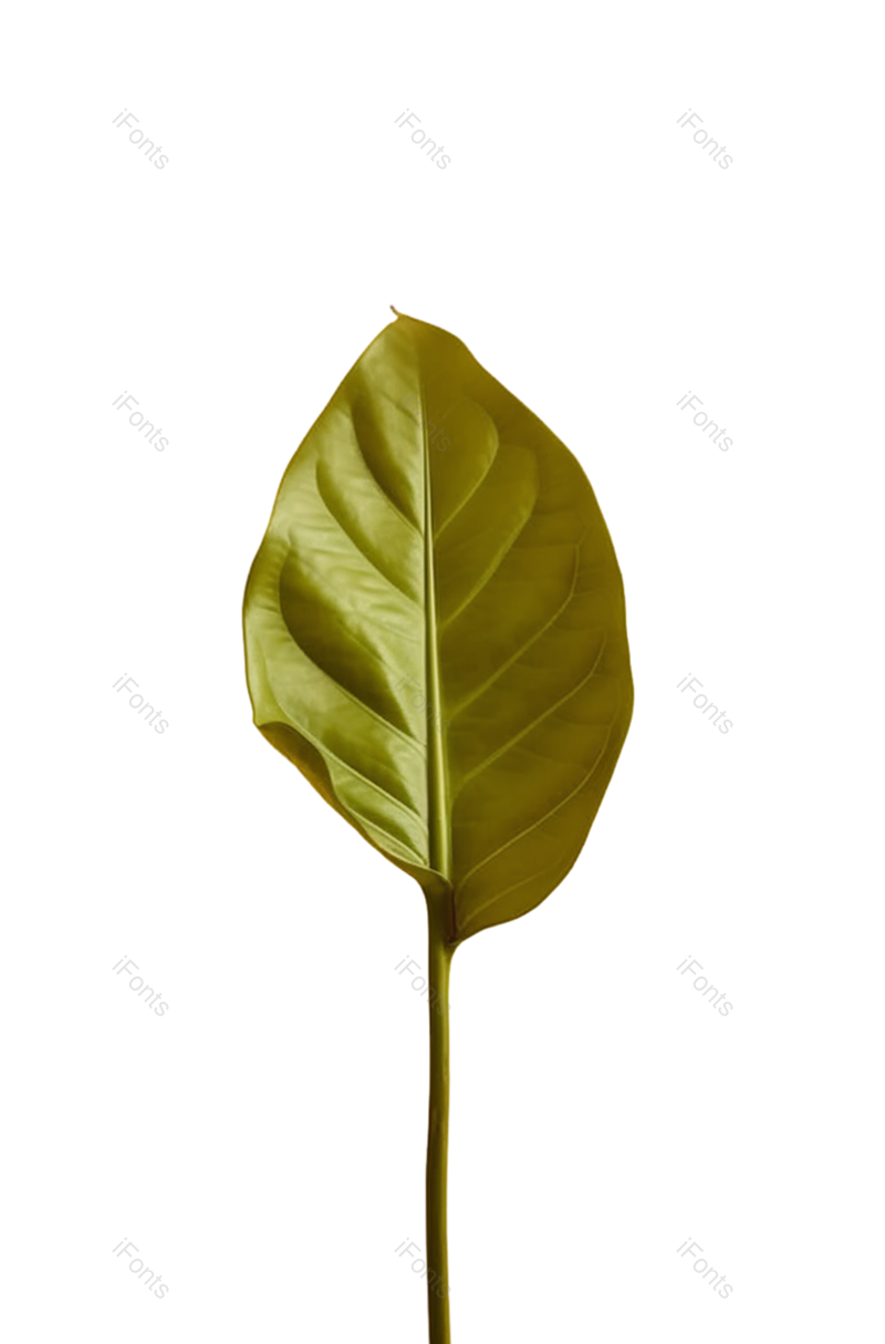 叶子图片,装饰元素,清新PNG,摄影免抠素材